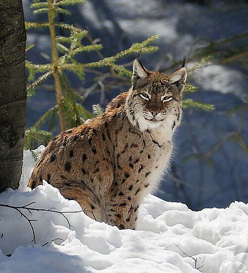 Luchs im Nationalpark Bayerischer Wald